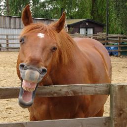 B and B Milton Keynes laughing horse